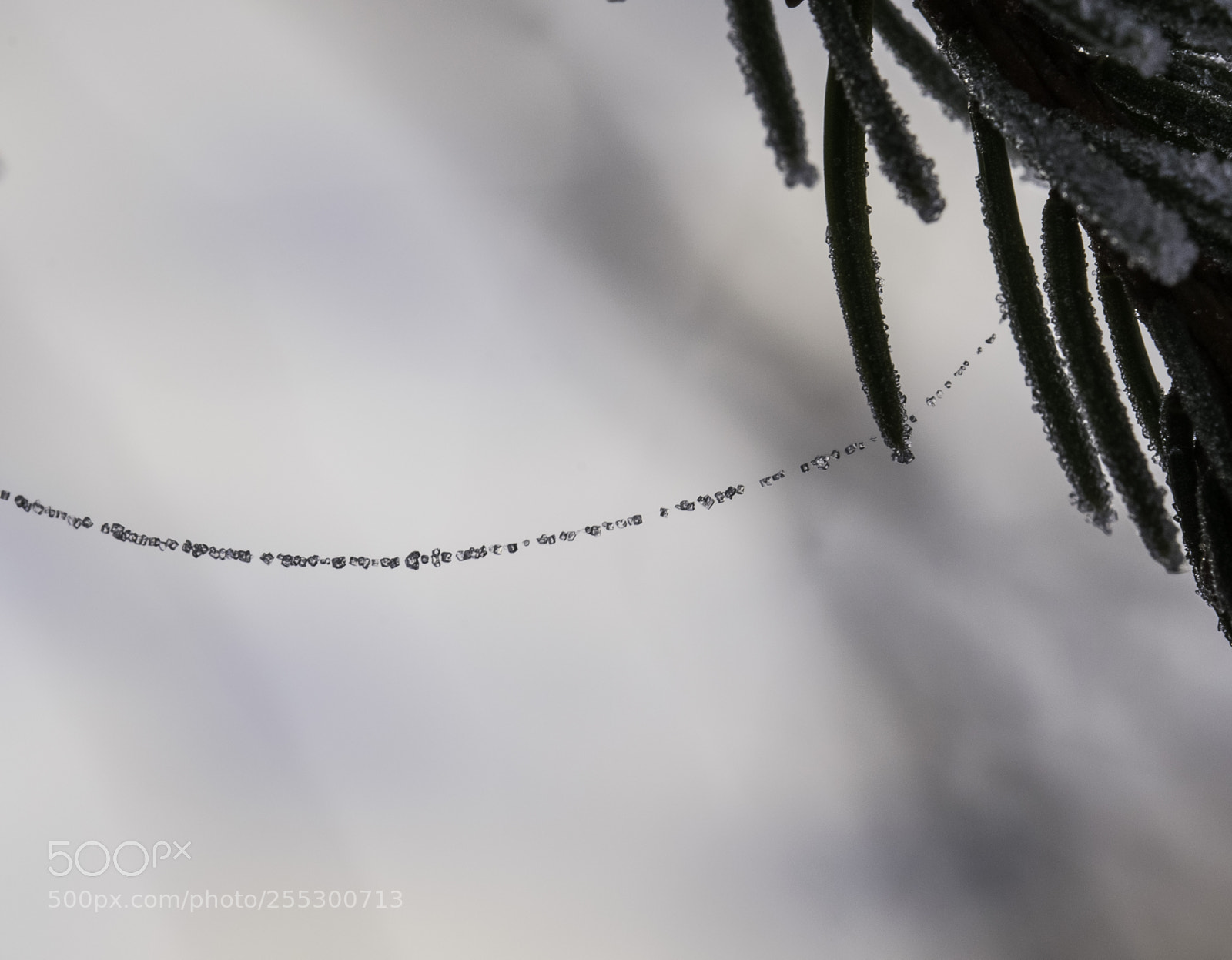 Nikon D5300 sample photo. Winter photography