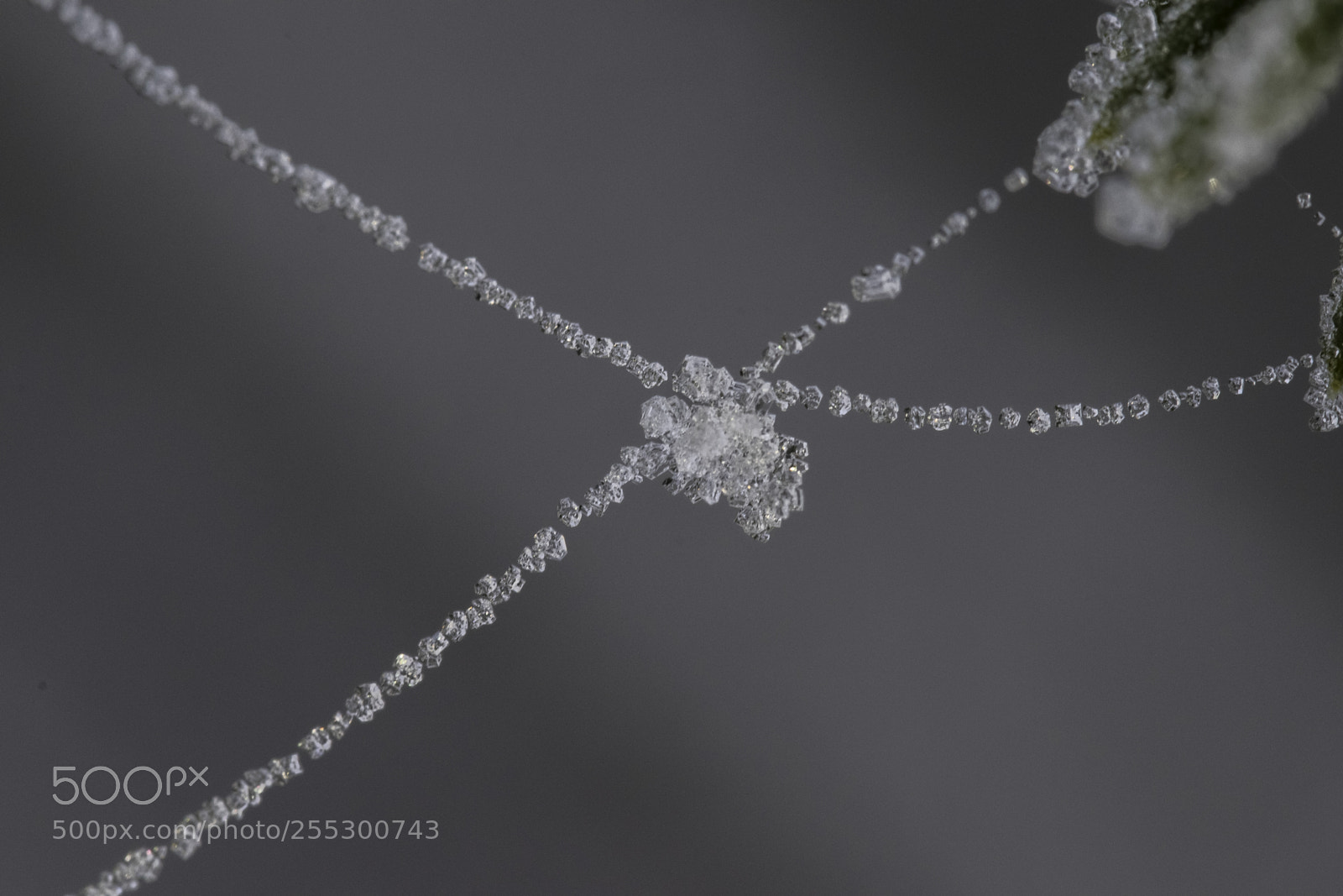 Nikon D5300 sample photo. Winter photography
