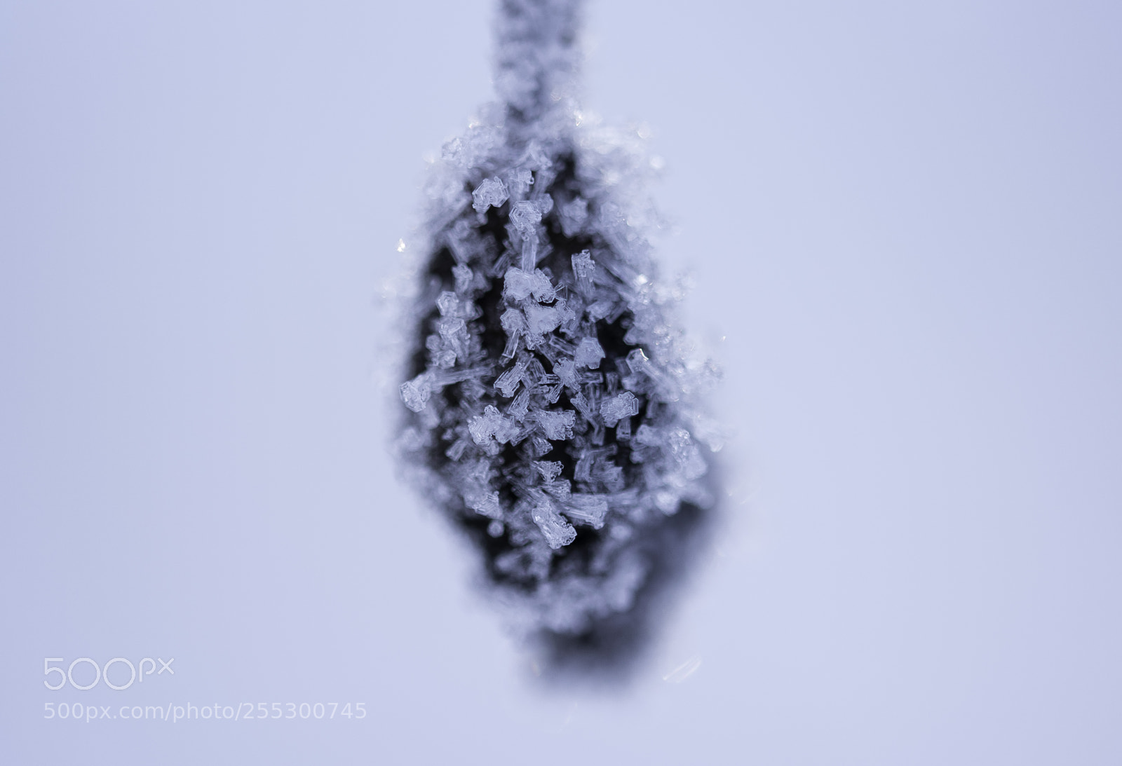 Nikon D5300 sample photo. Winter photography