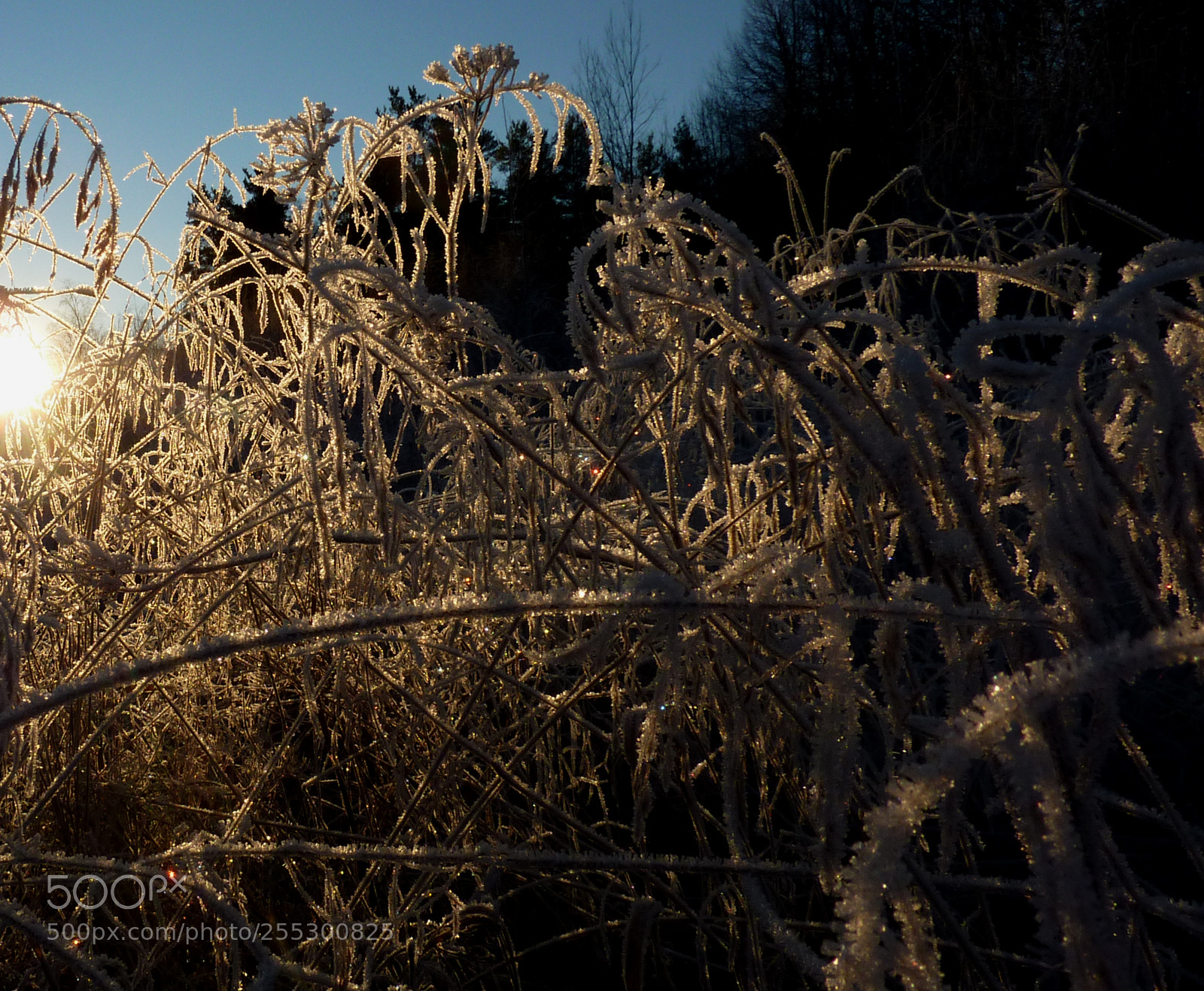 Panasonic DMC-TZ7 sample photo. Winter photography