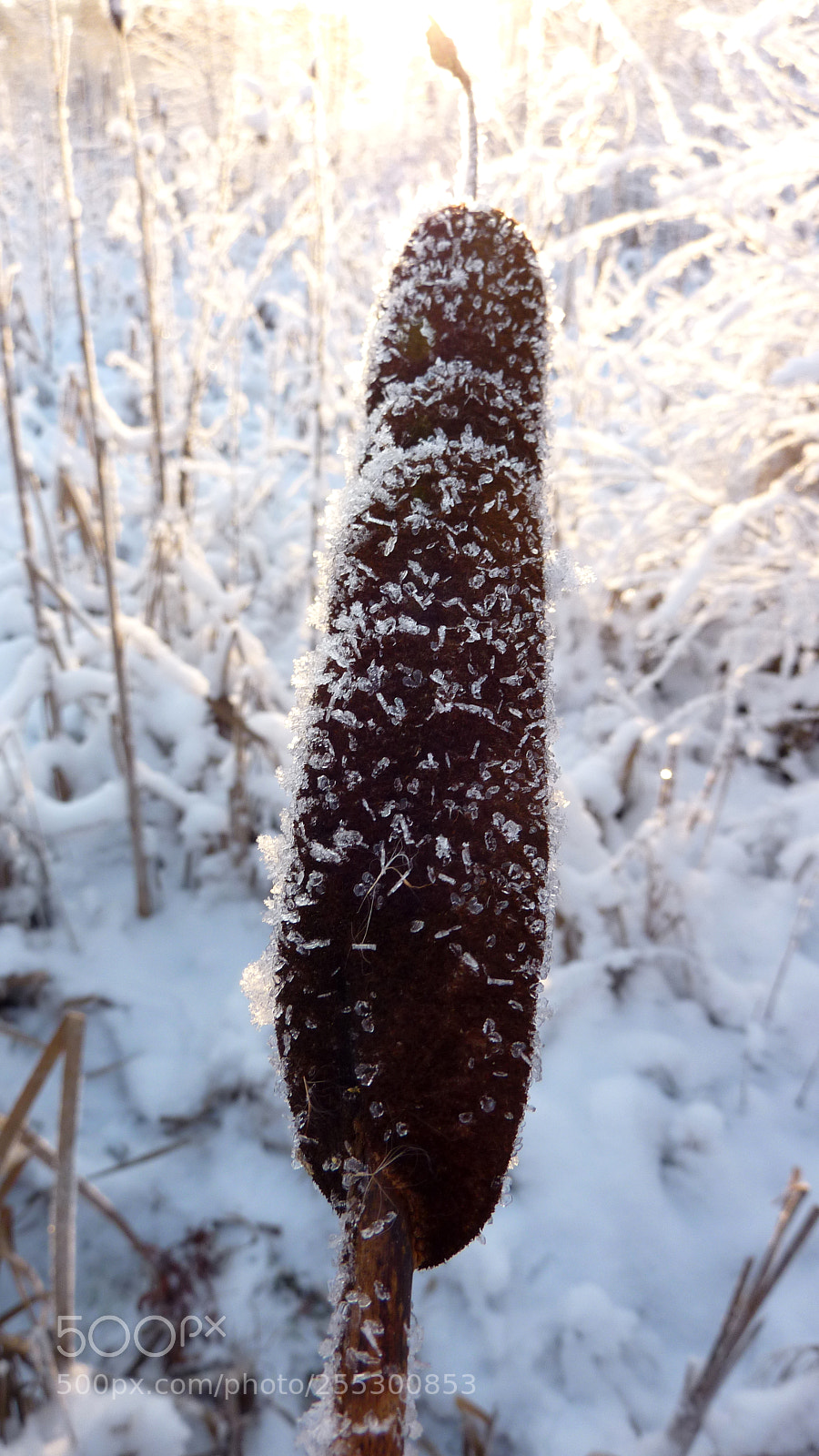Panasonic DMC-TZ7 sample photo. Winter photography