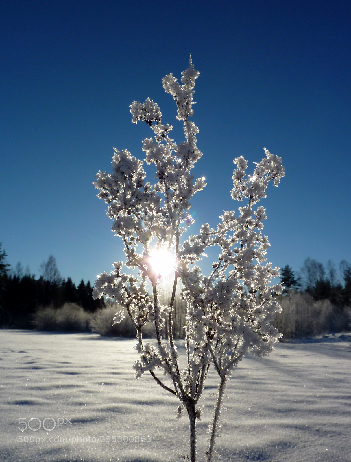 Panasonic DMC-TZ7 sample photo. Winter photography