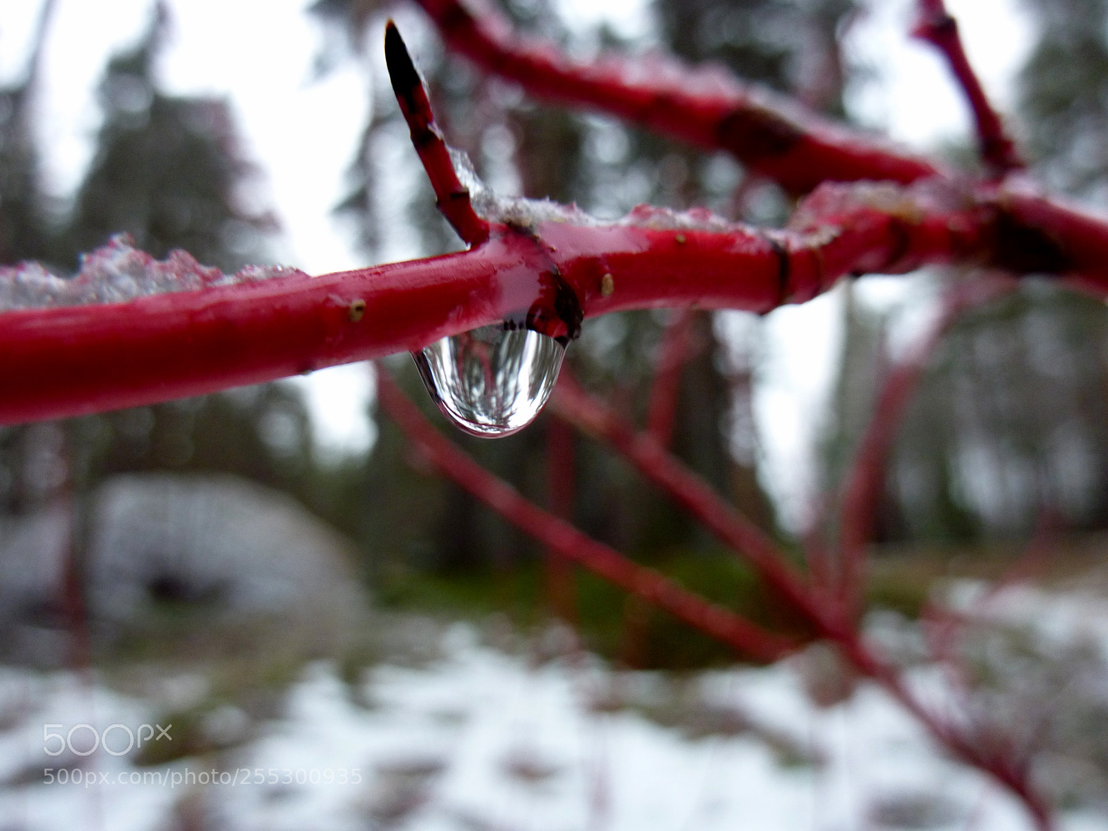 Panasonic DMC-TZ7 sample photo. Winter photography