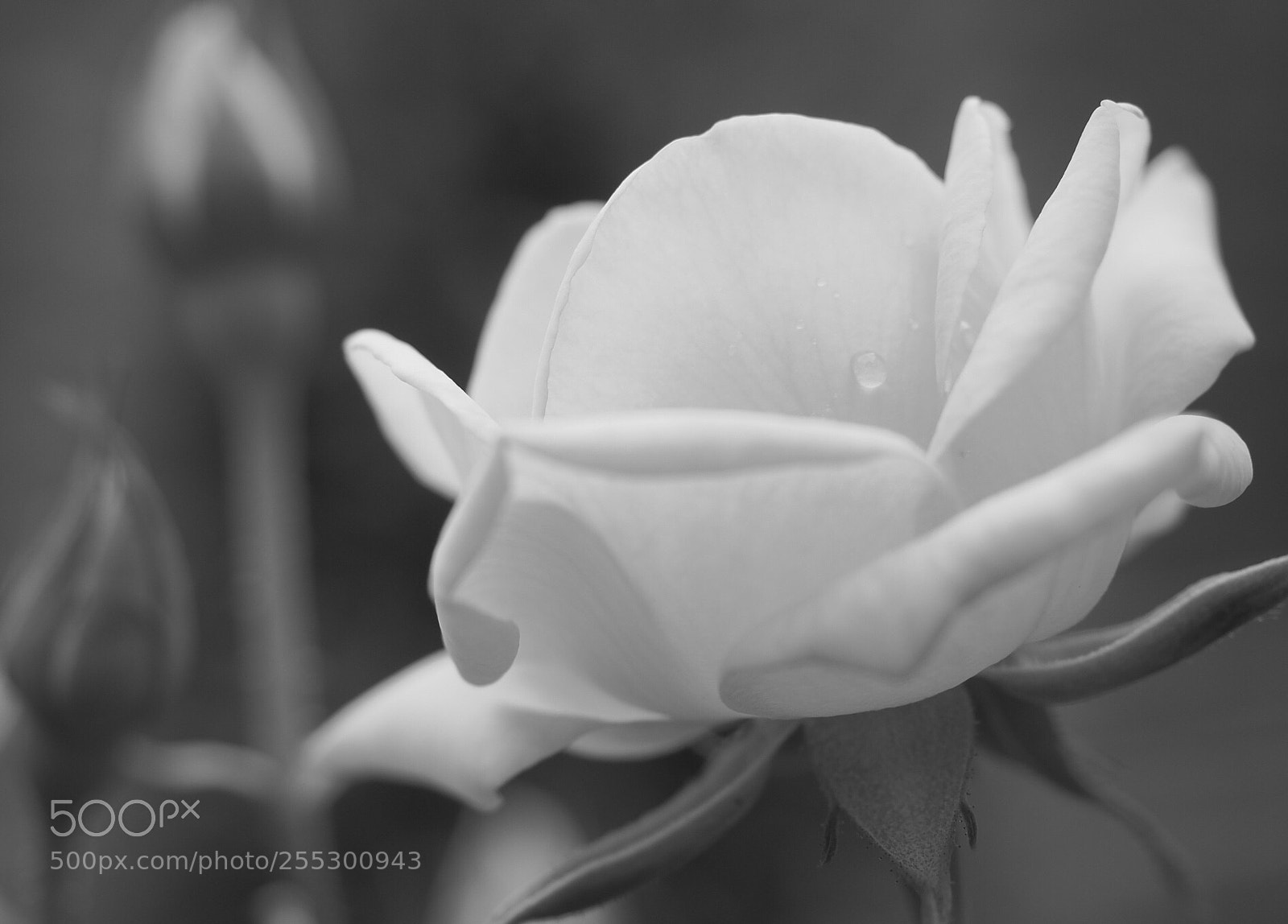 Olympus OM-D E-M10 II sample photo. Rose-2 black and white photography