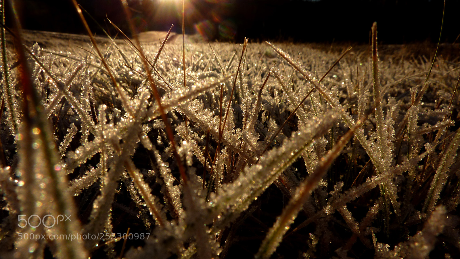 Panasonic DMC-TZ7 sample photo. Winter photography