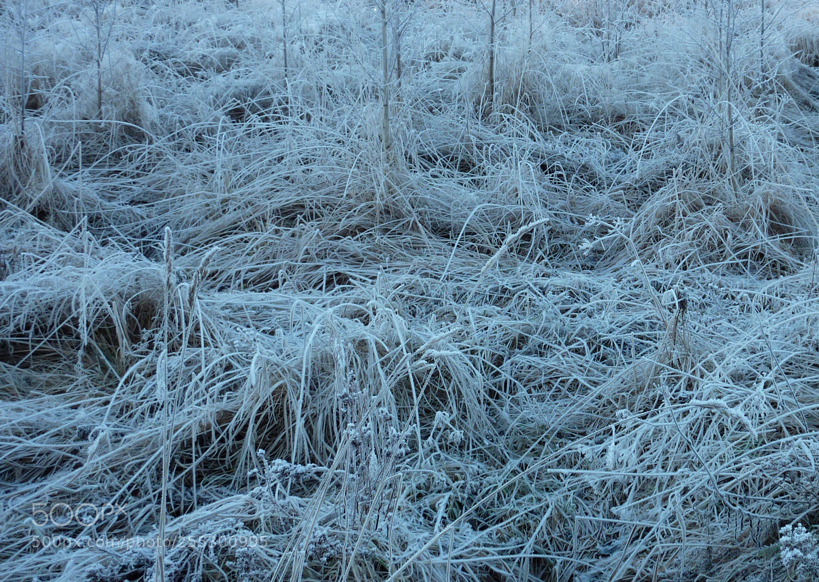 Panasonic DMC-TZ7 sample photo. Winter photography