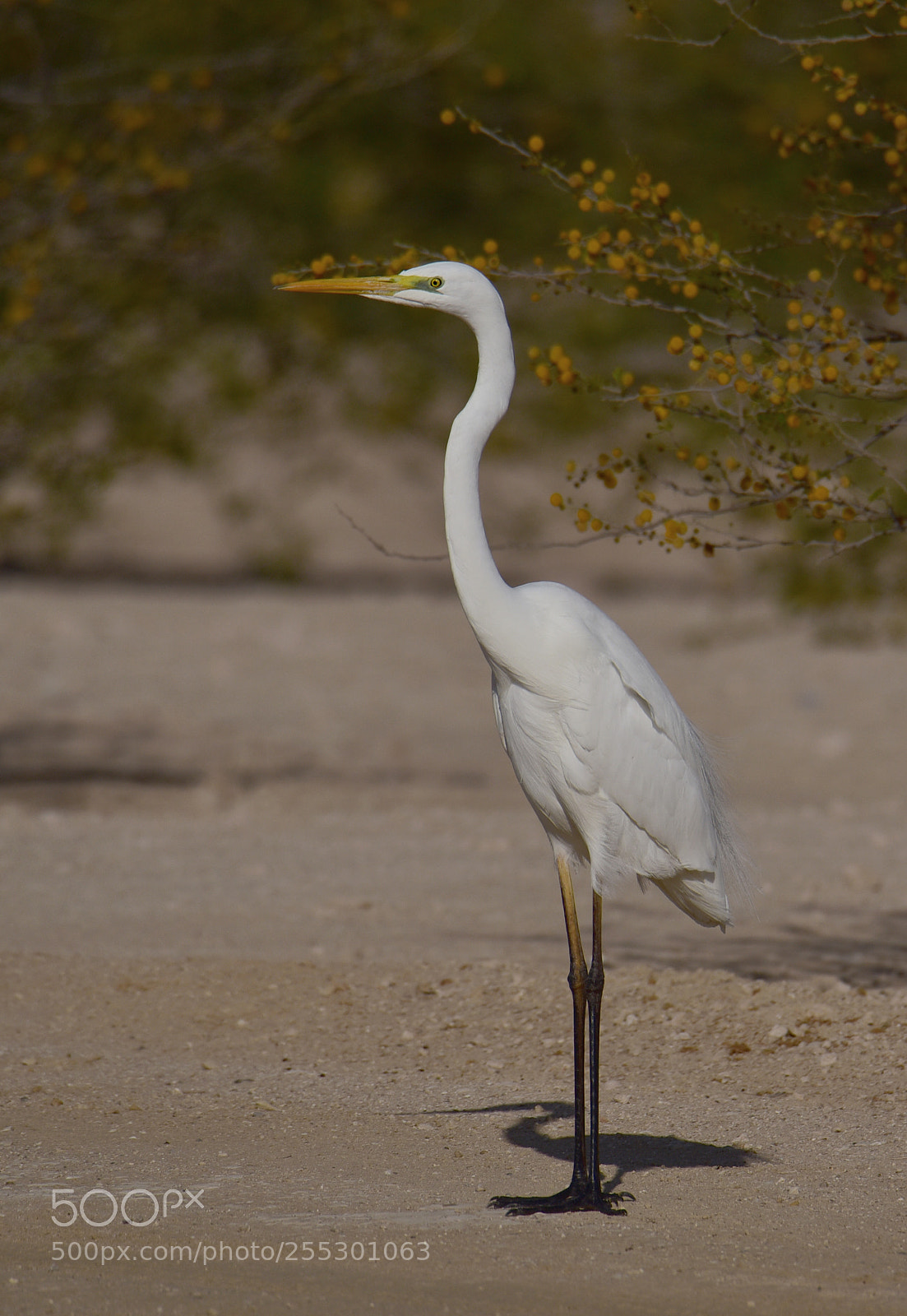 Nikon D750 sample photo. An awesome egret... @ reserve photography