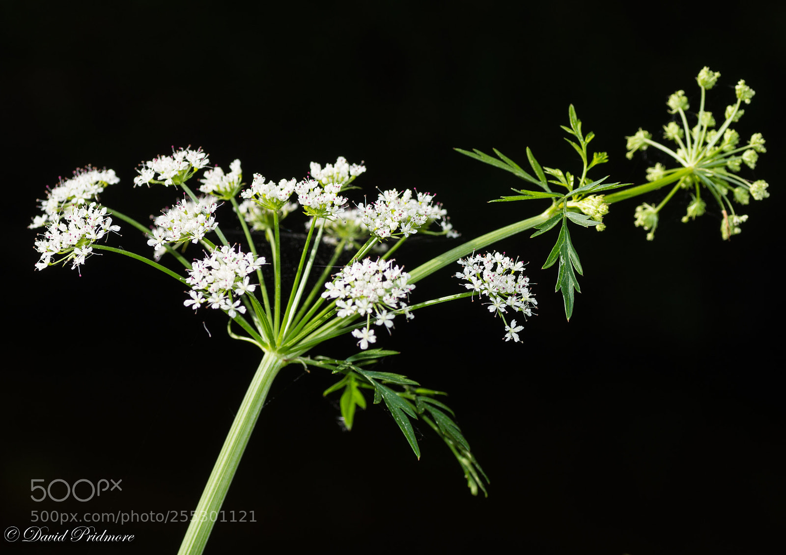 Nikon D7200 sample photo. Flower photography