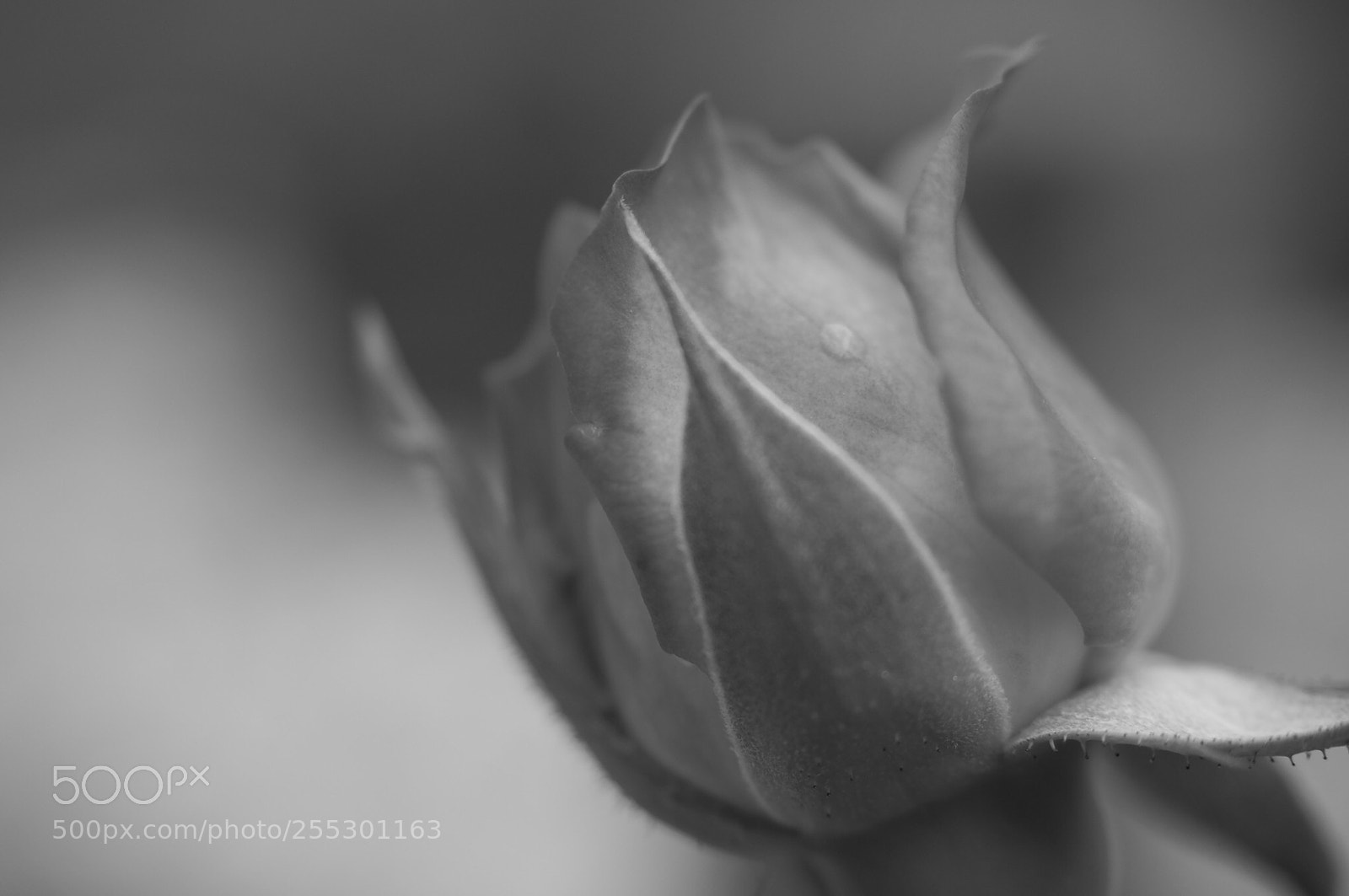Olympus OM-D E-M10 II sample photo. Rose -3 black and photography