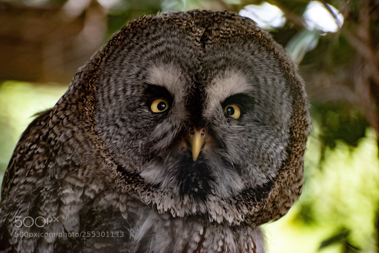 Nikon D5600 sample photo. Eyes photography