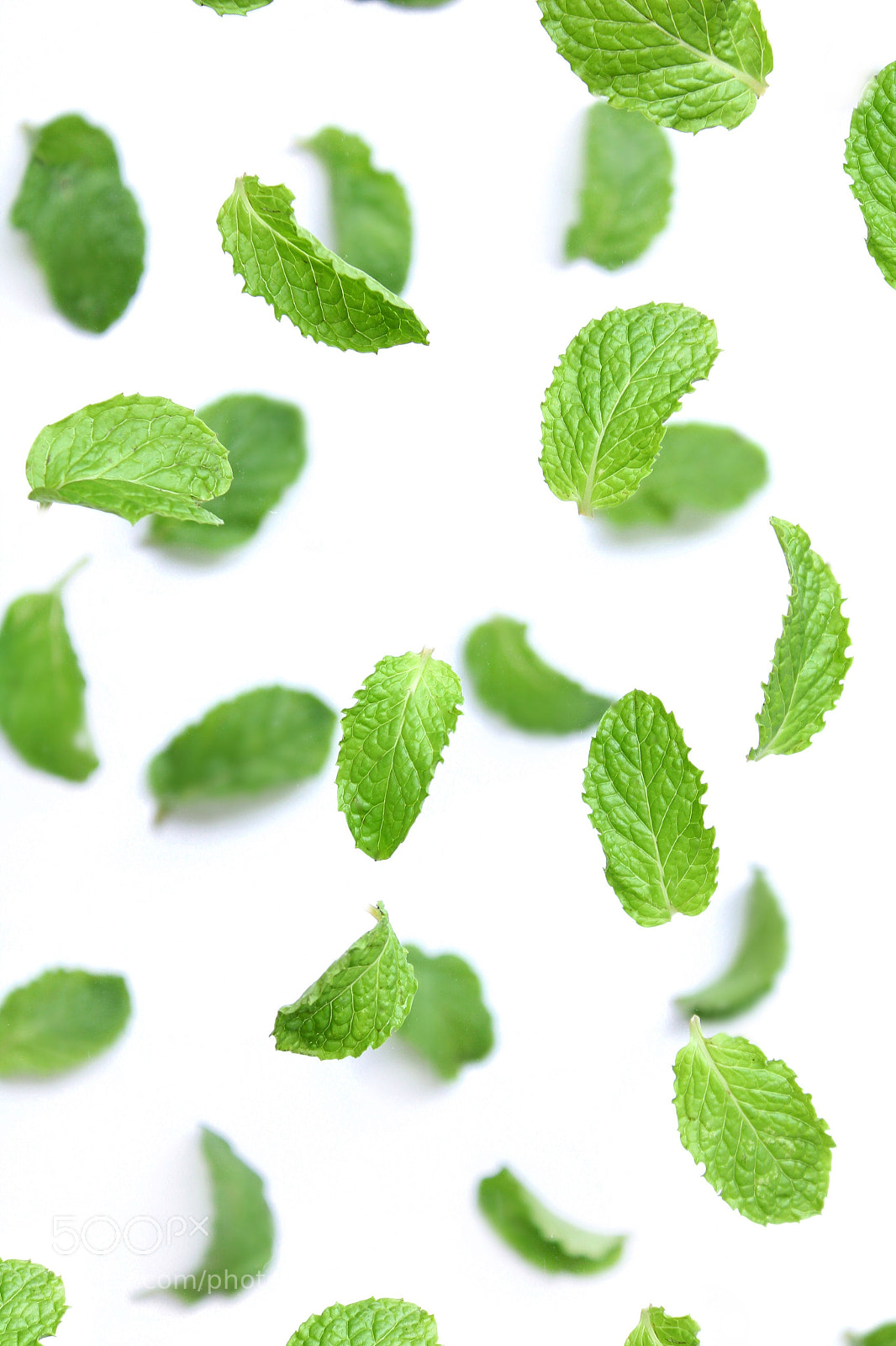 Canon EOS 1300D (EOS Rebel T6 / EOS Kiss X80) sample photo. Peppermint on white background. photography