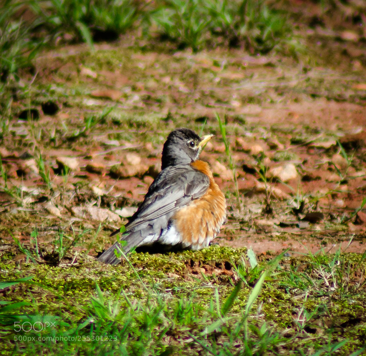 Nikon D7000 sample photo. Bird 4 photography