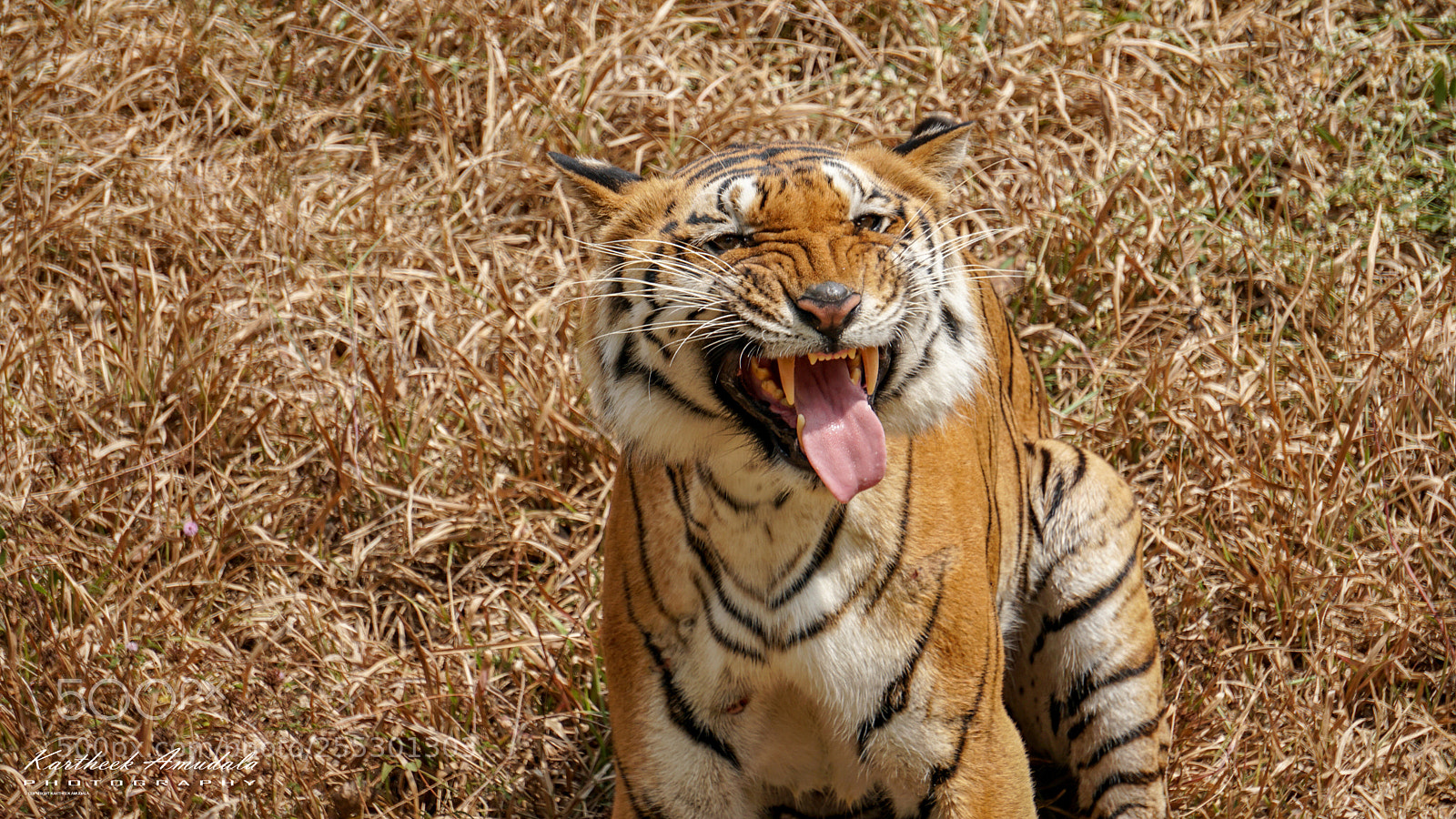 Sony a6300 sample photo. Tiger photography