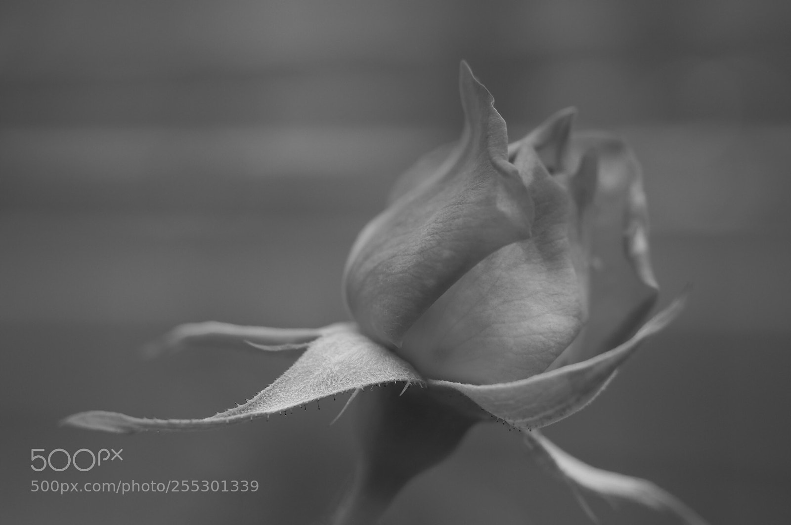 Olympus OM-D E-M10 II sample photo. Rose -4 black and photography