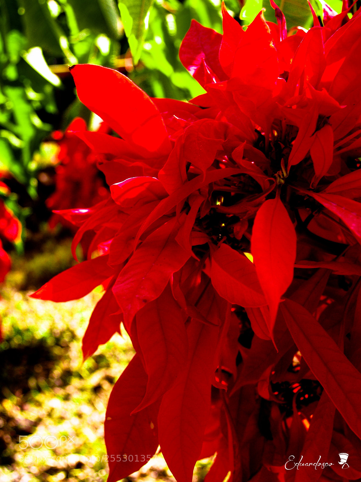 Olympus E-500 (EVOLT E-500) sample photo. Noche buena photography