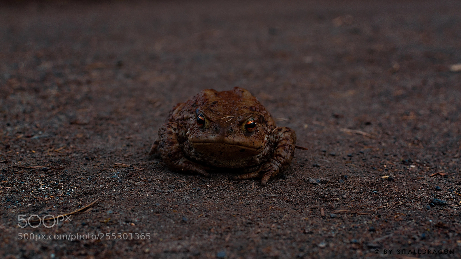 Nikon D5000 sample photo. Toad on the road photography
