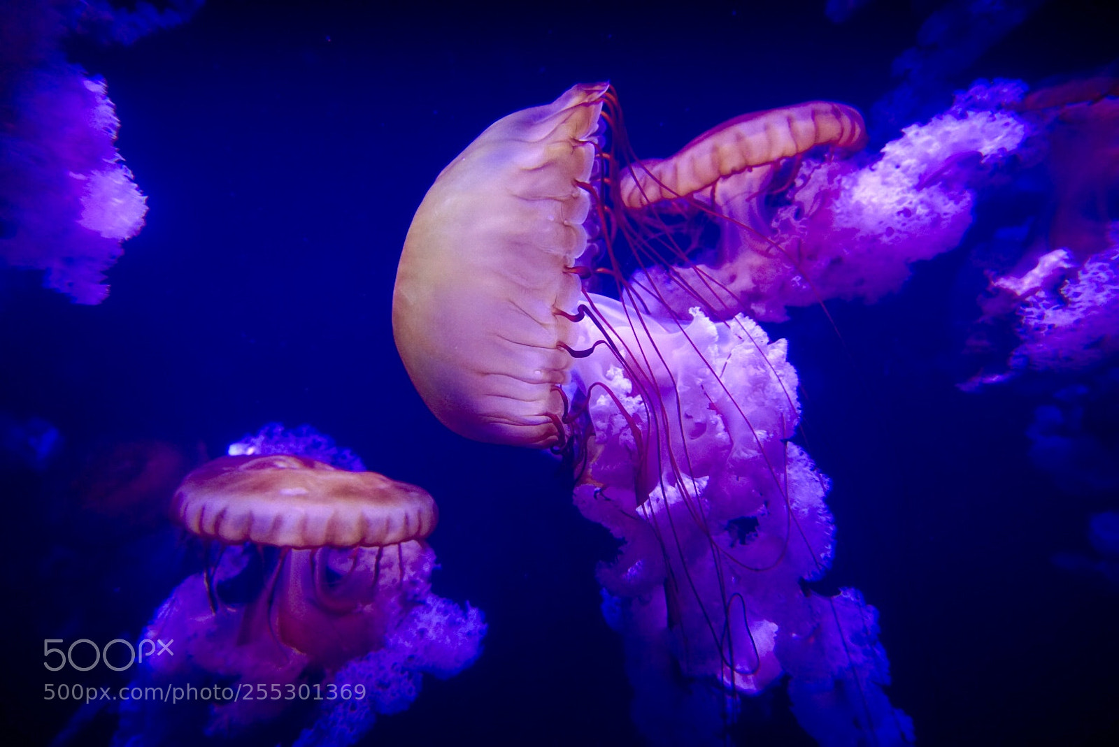 Sony a7R II sample photo. Jellyfish photography