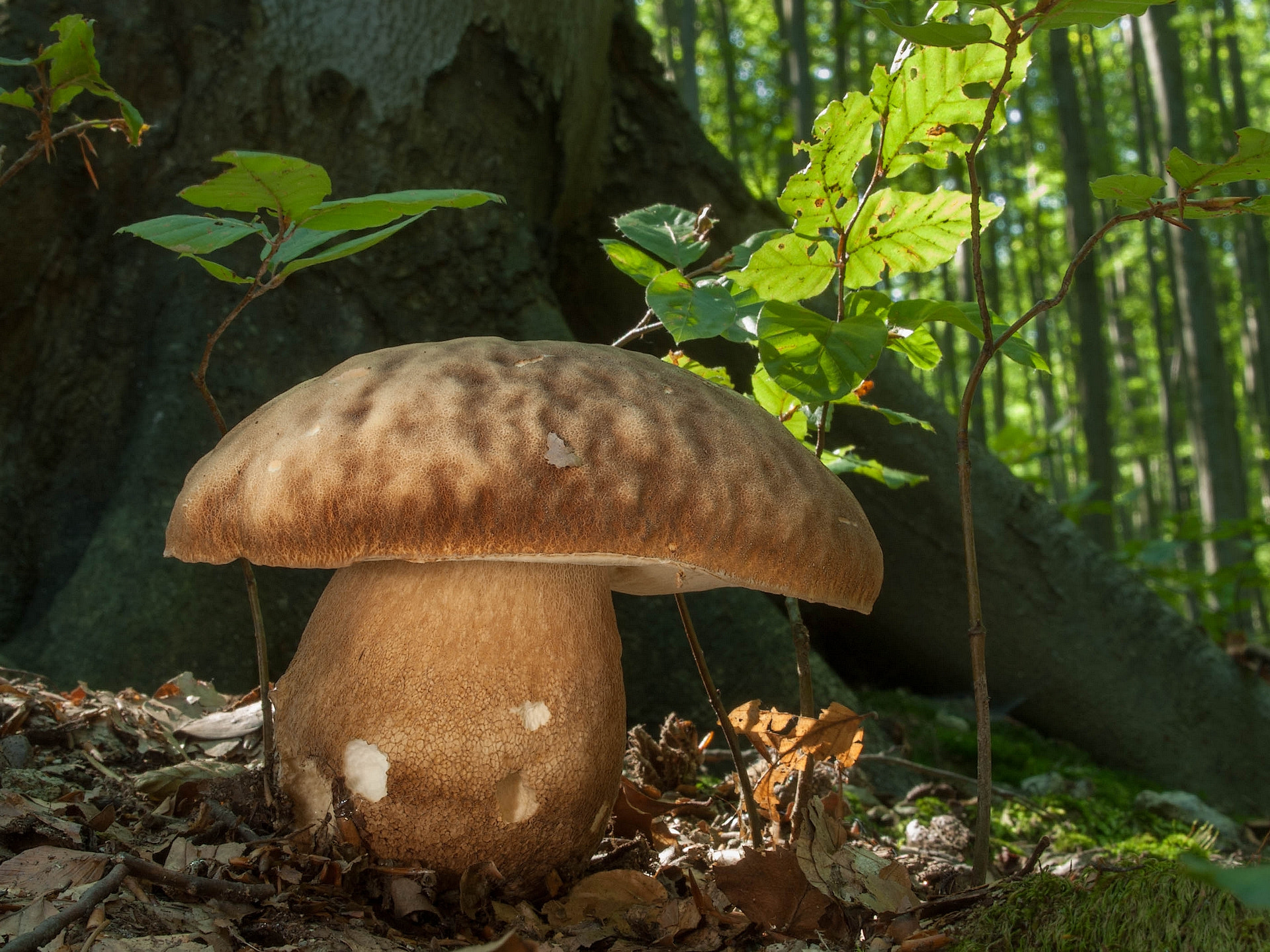 Olympus E-330 (EVOLT E-330) sample photo. King of the forest floor photography