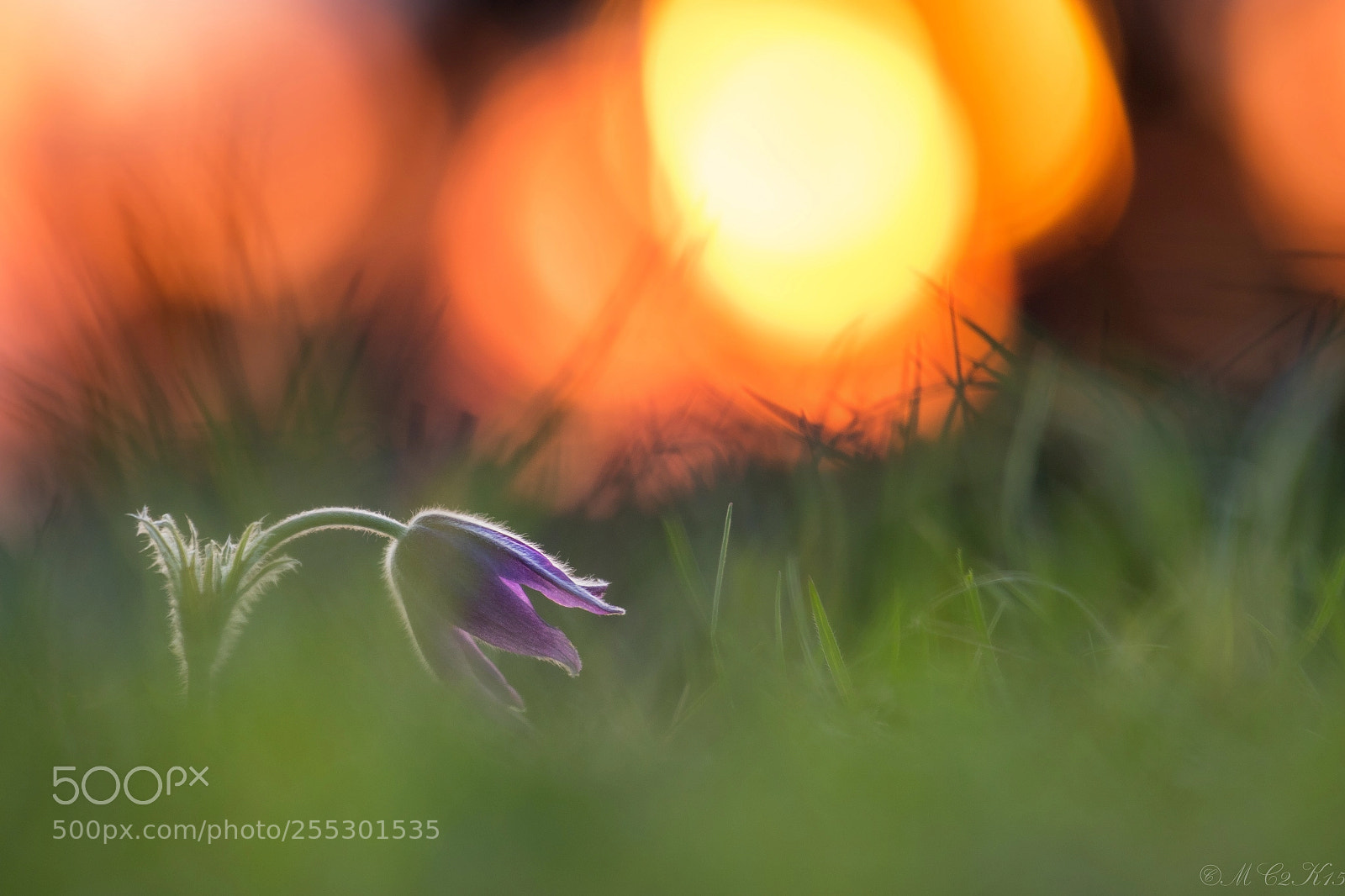 Canon EOS 7D Mark II sample photo. Pasque flower, pulsatilla vulgaris photography
