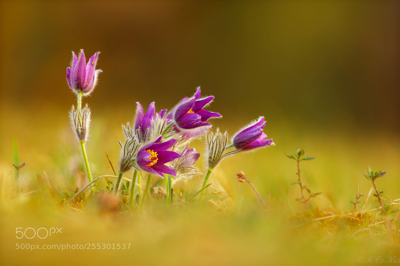 Canon EOS M5 sample photo. Pasque flower, pulsatilla vulgaris photography
