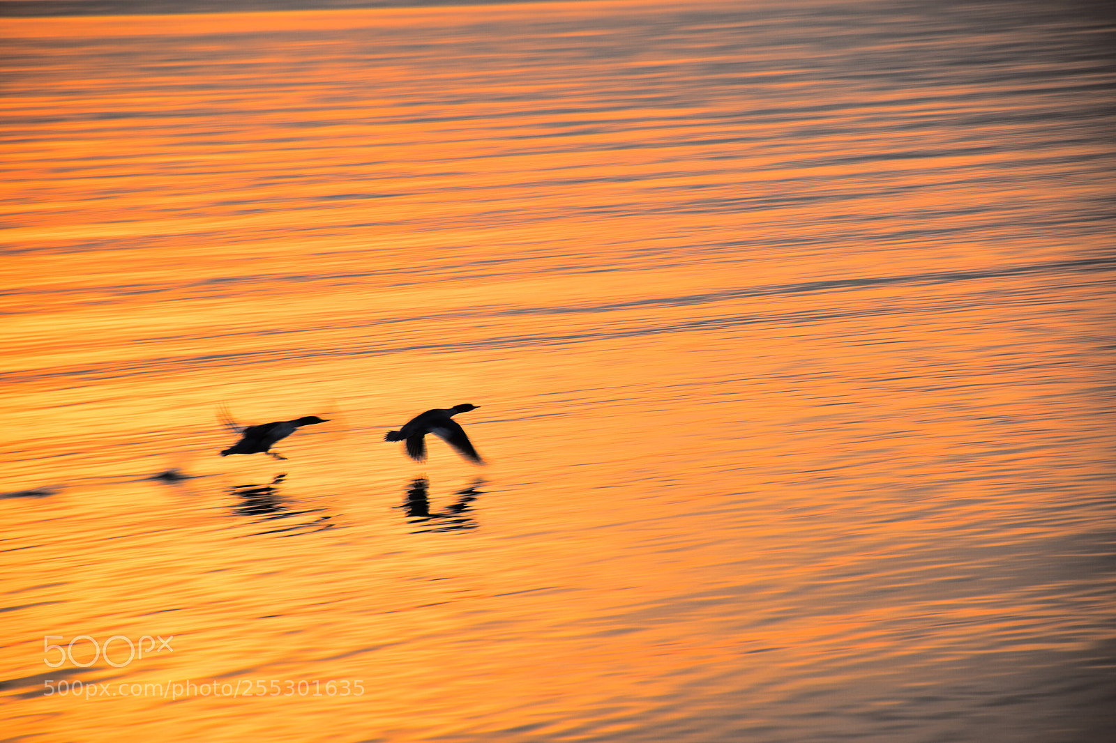 Nikon D5500 sample photo. Birds on fiery water photography