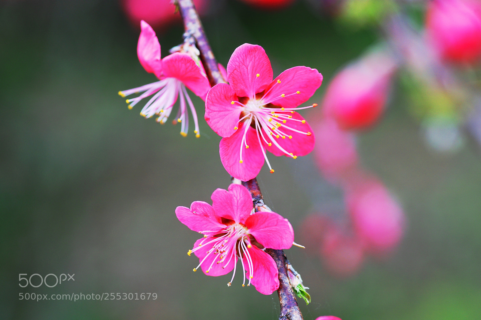 Sony ILCA-77M2 sample photo. ( flower peach) photography
