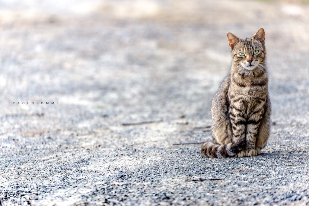 Canon EOS 6D sample photo. Year of the cat photography