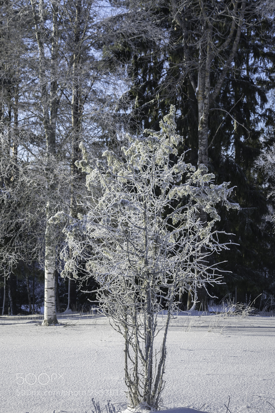 Nikon D5300 sample photo. Winter photography