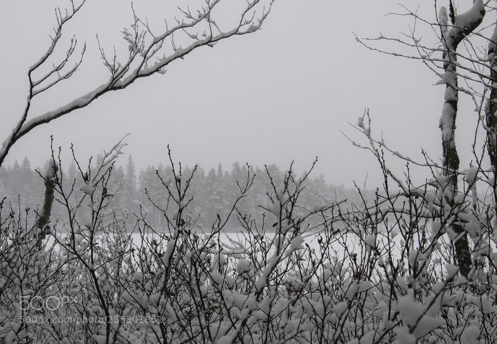 Nikon D5300 sample photo. Winter photography