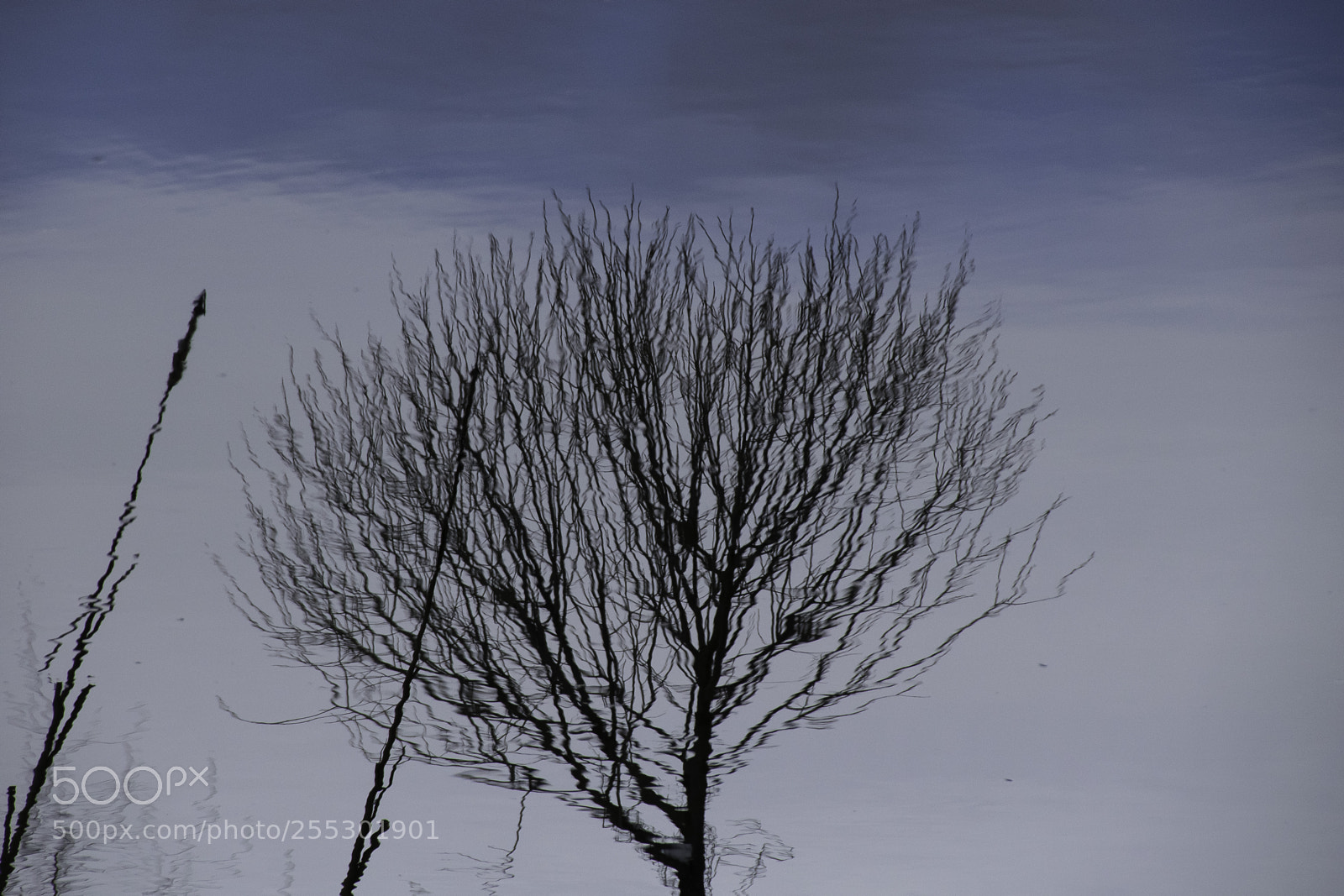 Nikon D5300 sample photo. Winter photography