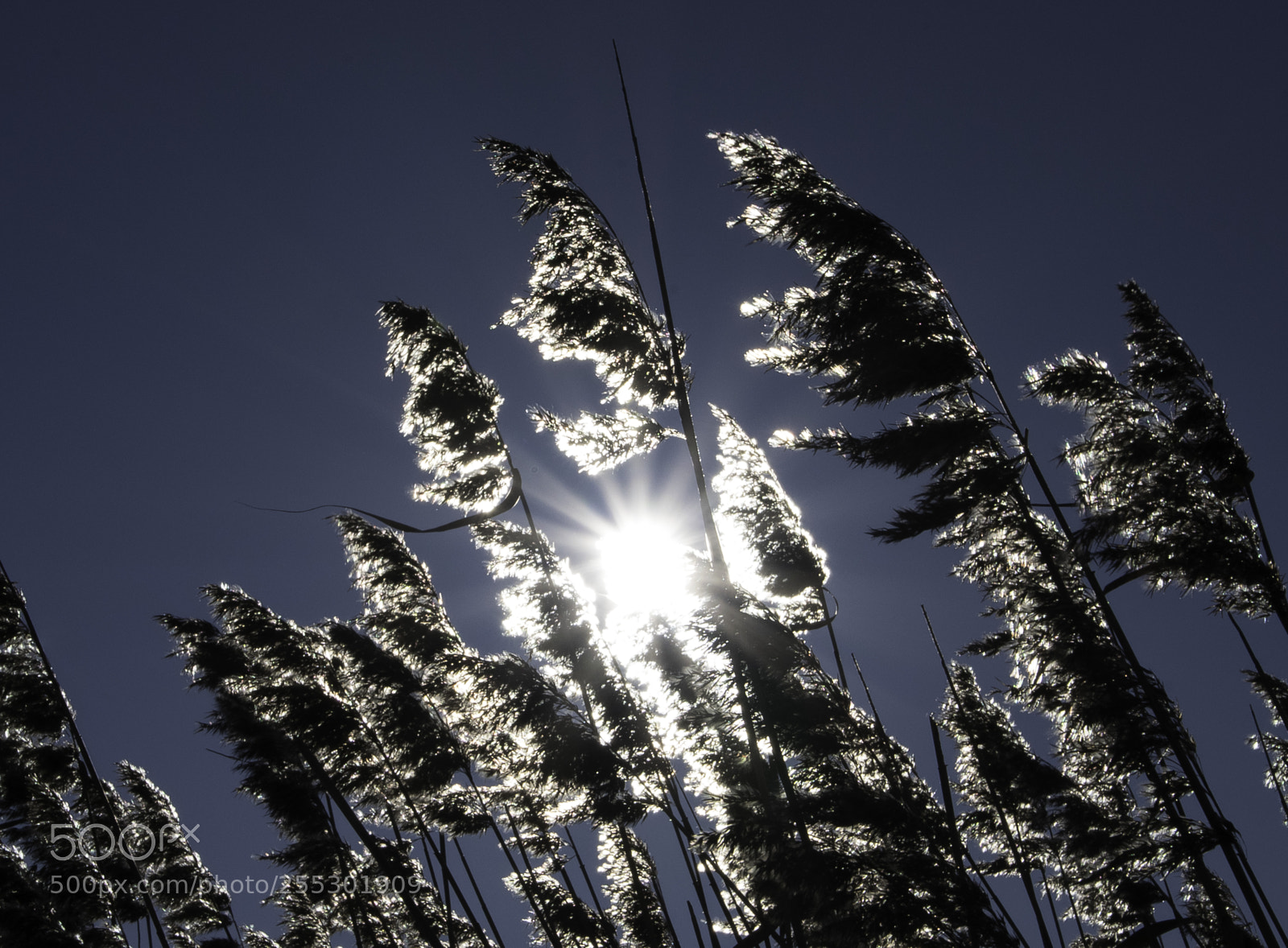 Nikon D5300 sample photo. Winter photography