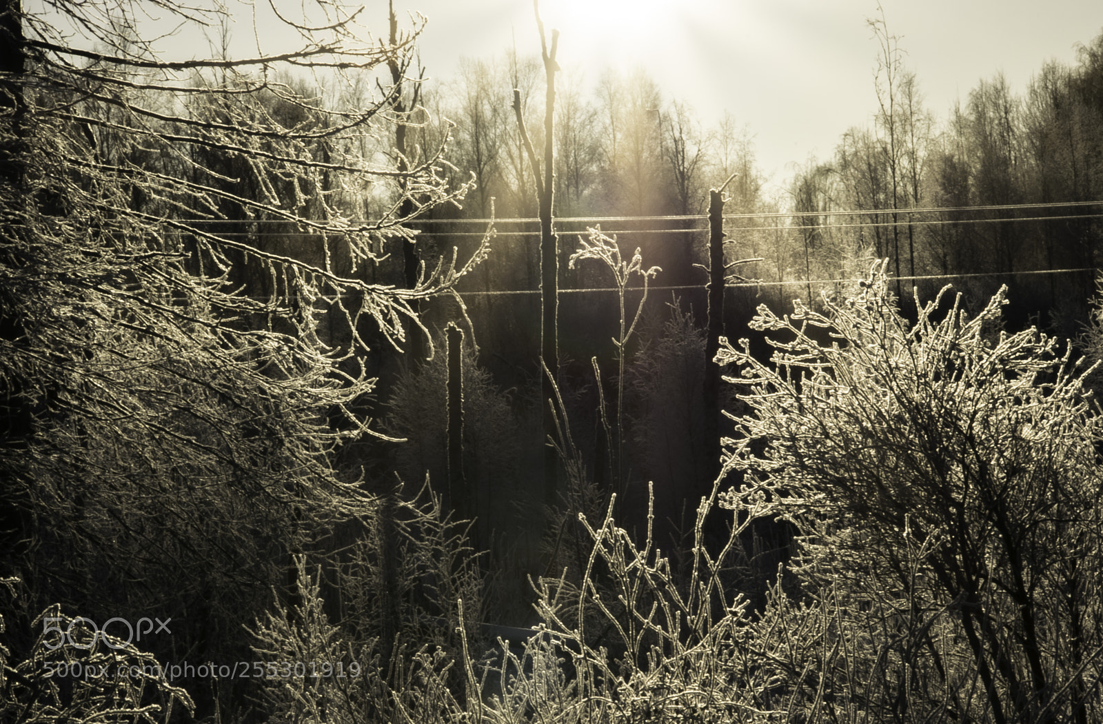 Nikon D5300 sample photo. Winter photography