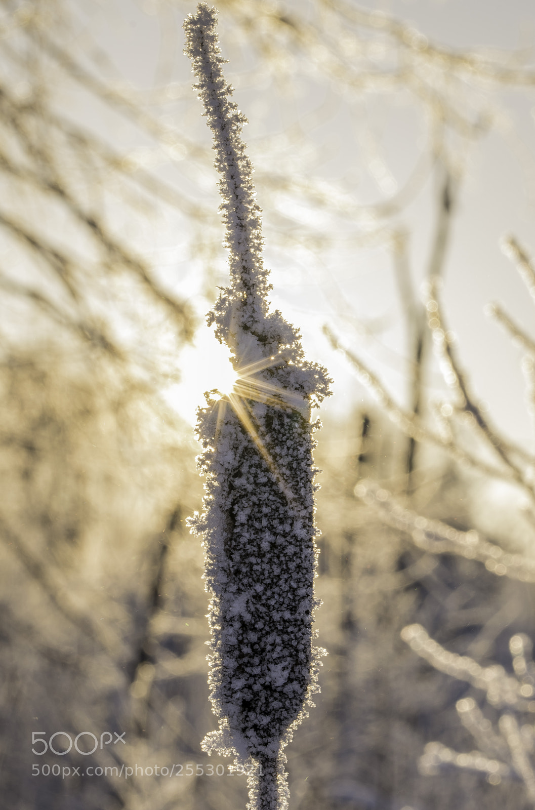 Nikon D5300 sample photo. Winter photography