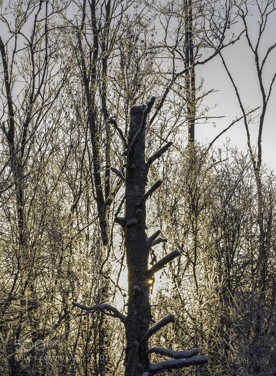 Nikon D5300 sample photo. Winter photography