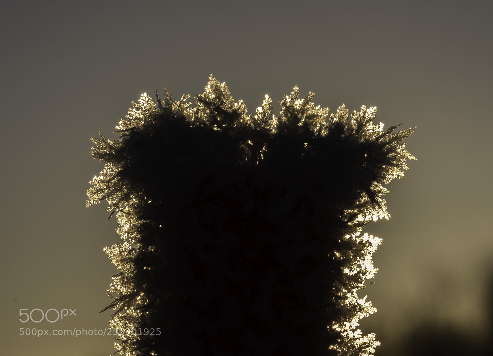 Nikon D5300 sample photo. Winter photography