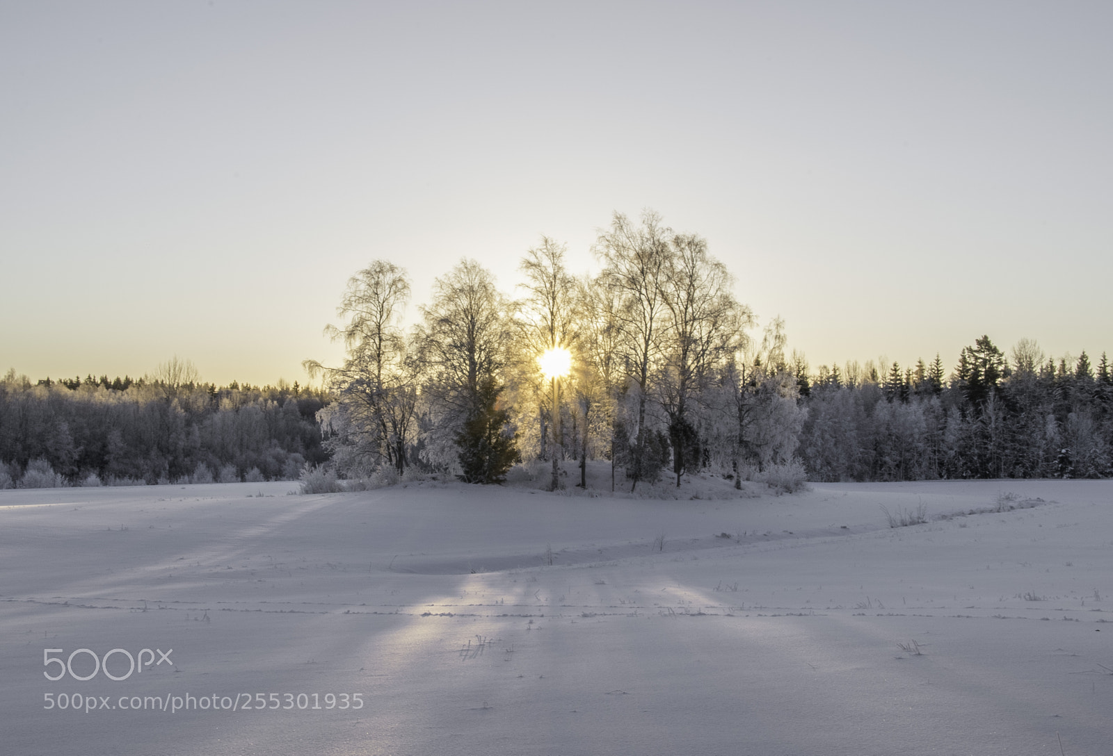 Nikon D5300 sample photo. Winter photography