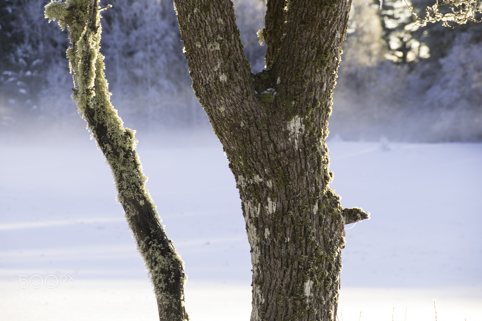 Nikon D5300 sample photo. Winter photography