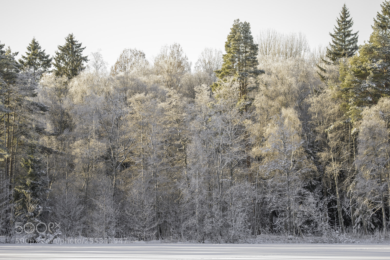Nikon D5300 sample photo. Winter photography