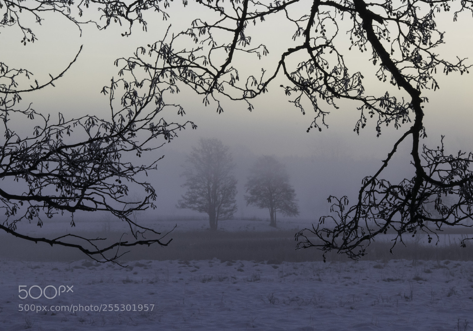 Nikon D5300 sample photo. Winter photography