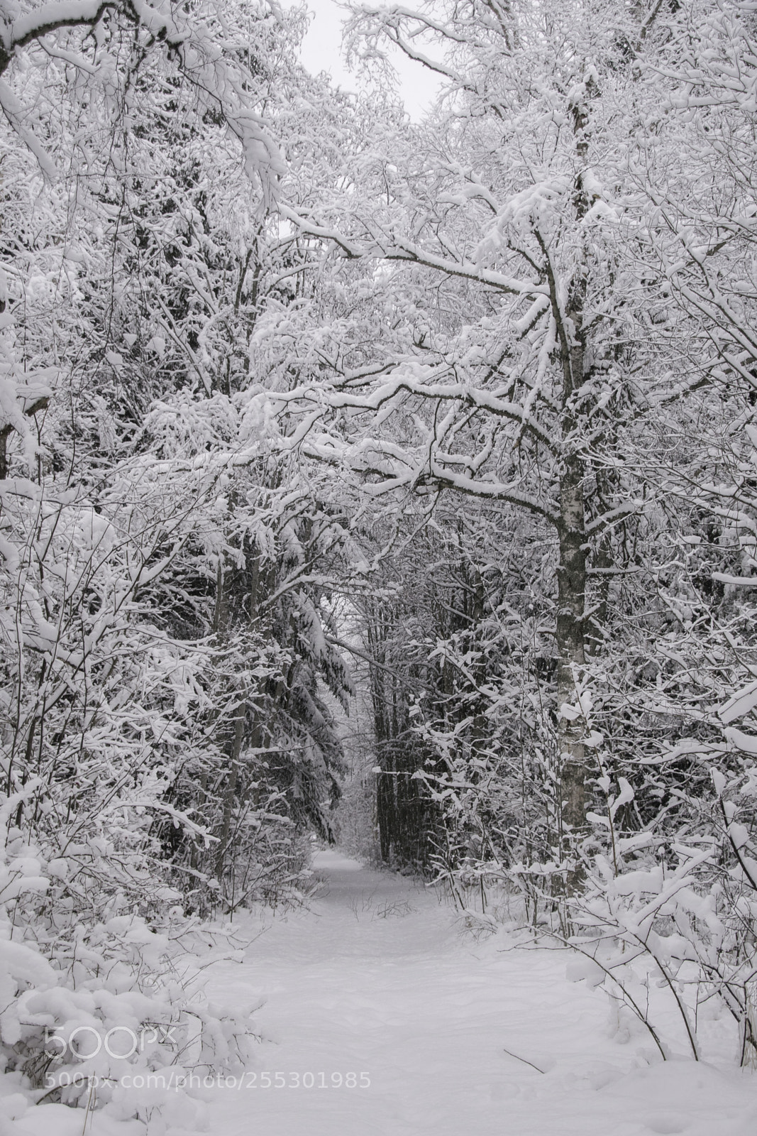 Nikon D5300 sample photo. Winter photography