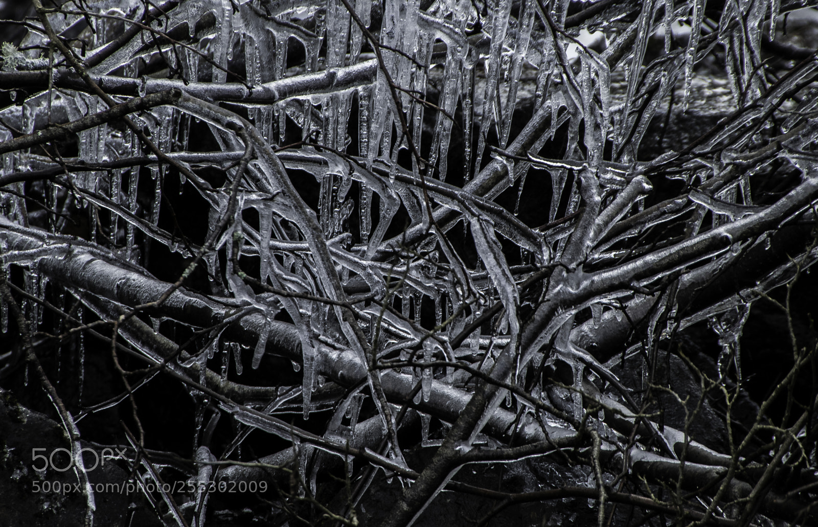 Nikon D5300 sample photo. Winter photography