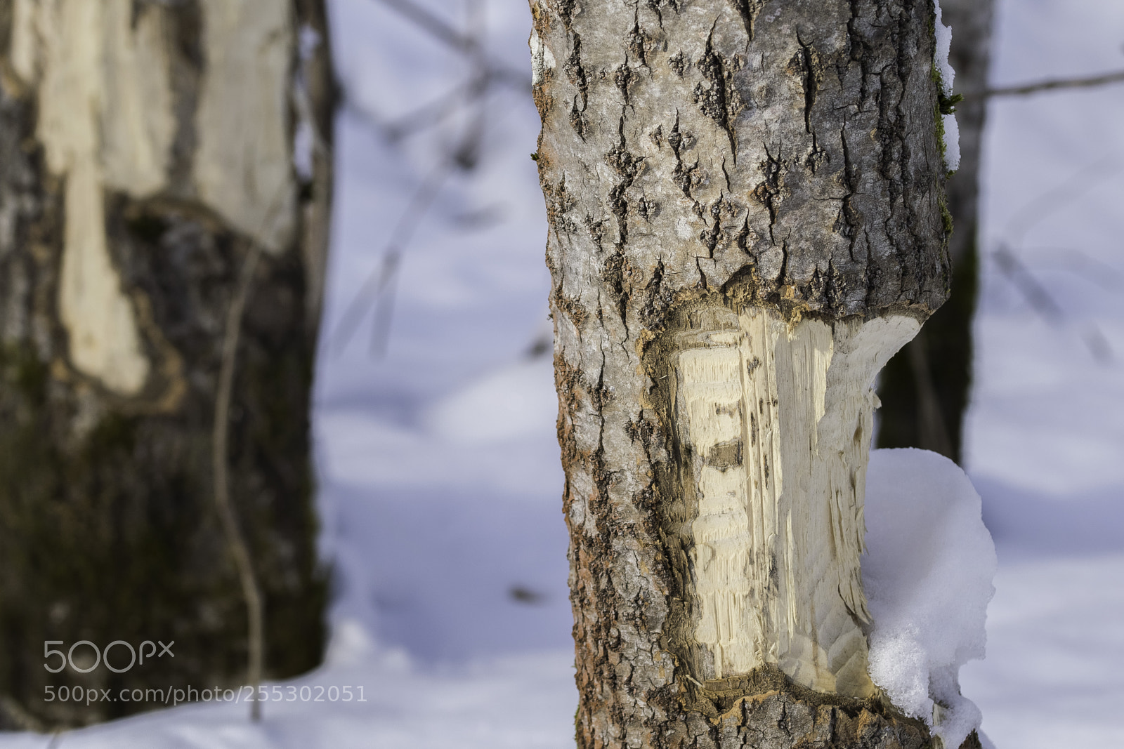 Nikon D5300 sample photo. Winter photography