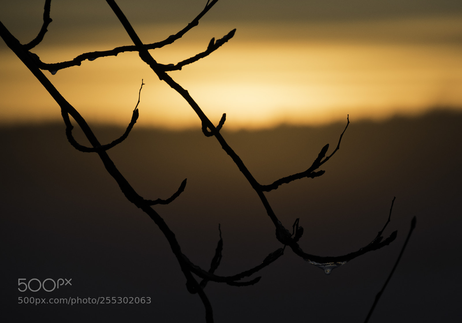 Nikon D5300 sample photo. Winter photography