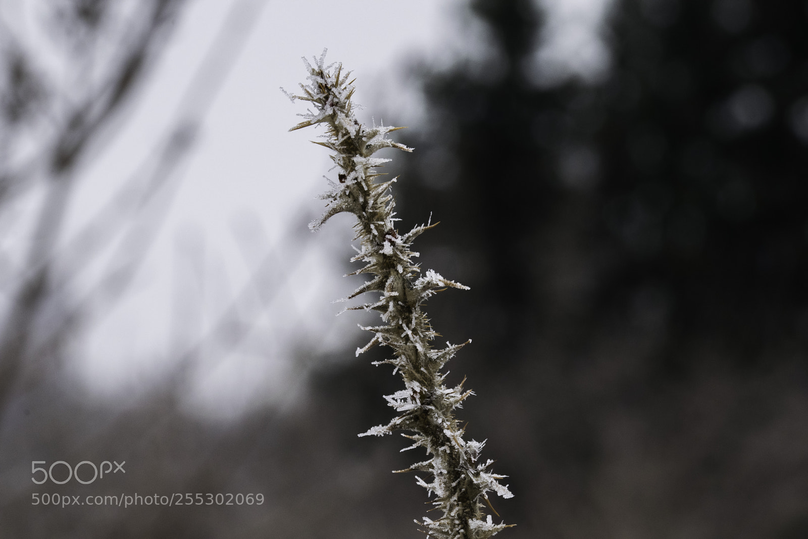 Nikon D5300 sample photo. Winter photography