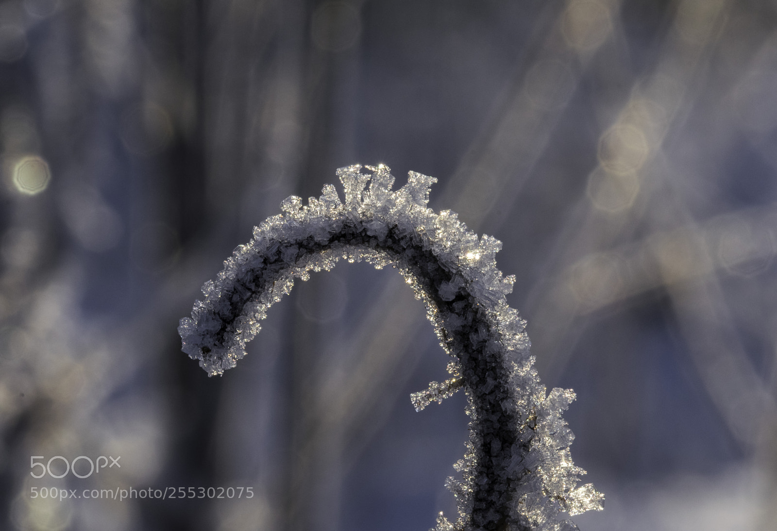 Nikon D5300 sample photo. Winter photography