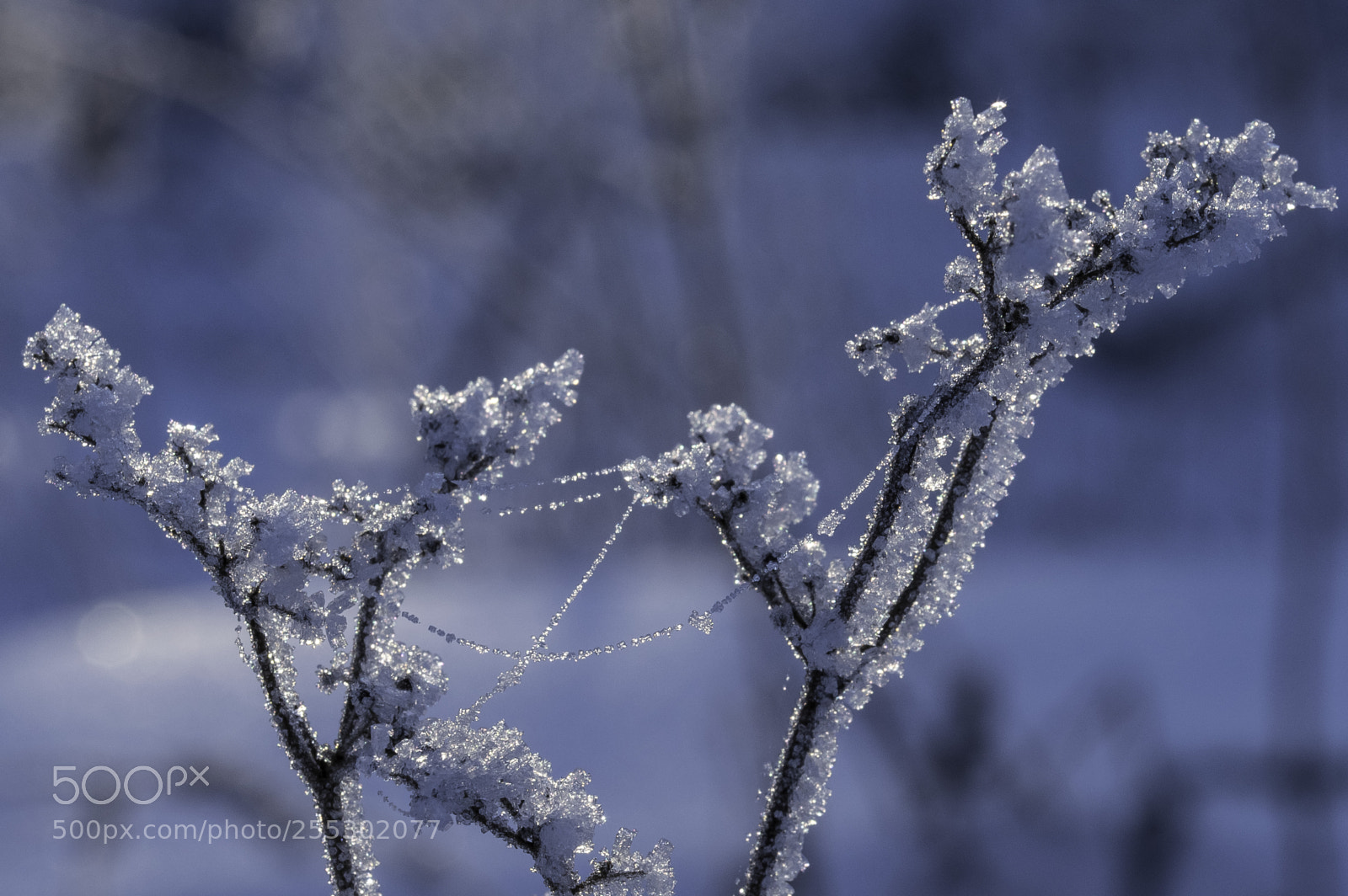 Nikon D5300 sample photo. Winter photography