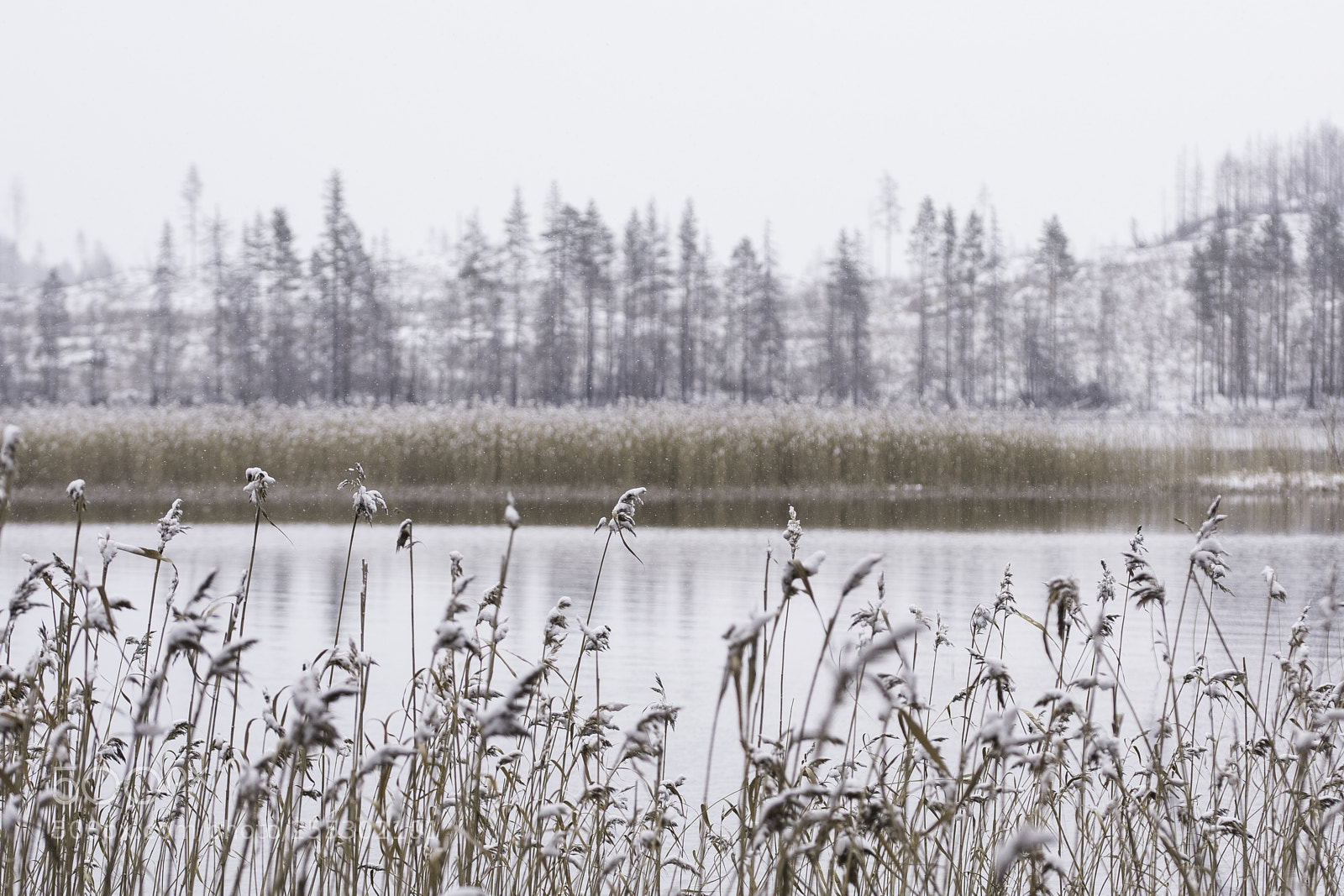 Nikon D5300 sample photo. Winter photography
