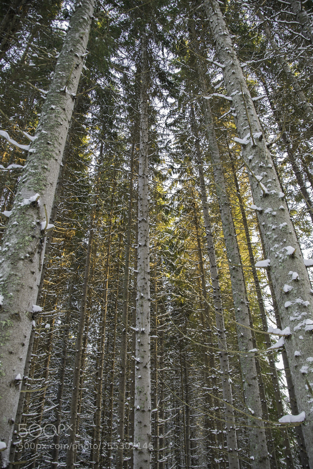 Nikon D5300 sample photo. Winter photography