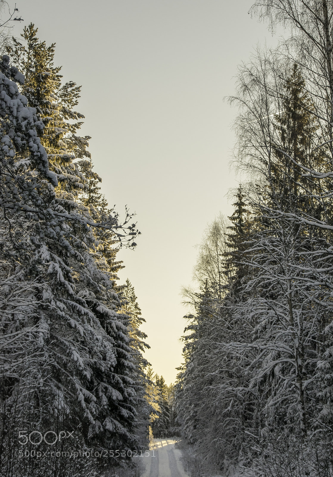 Nikon D5300 sample photo. Winter photography