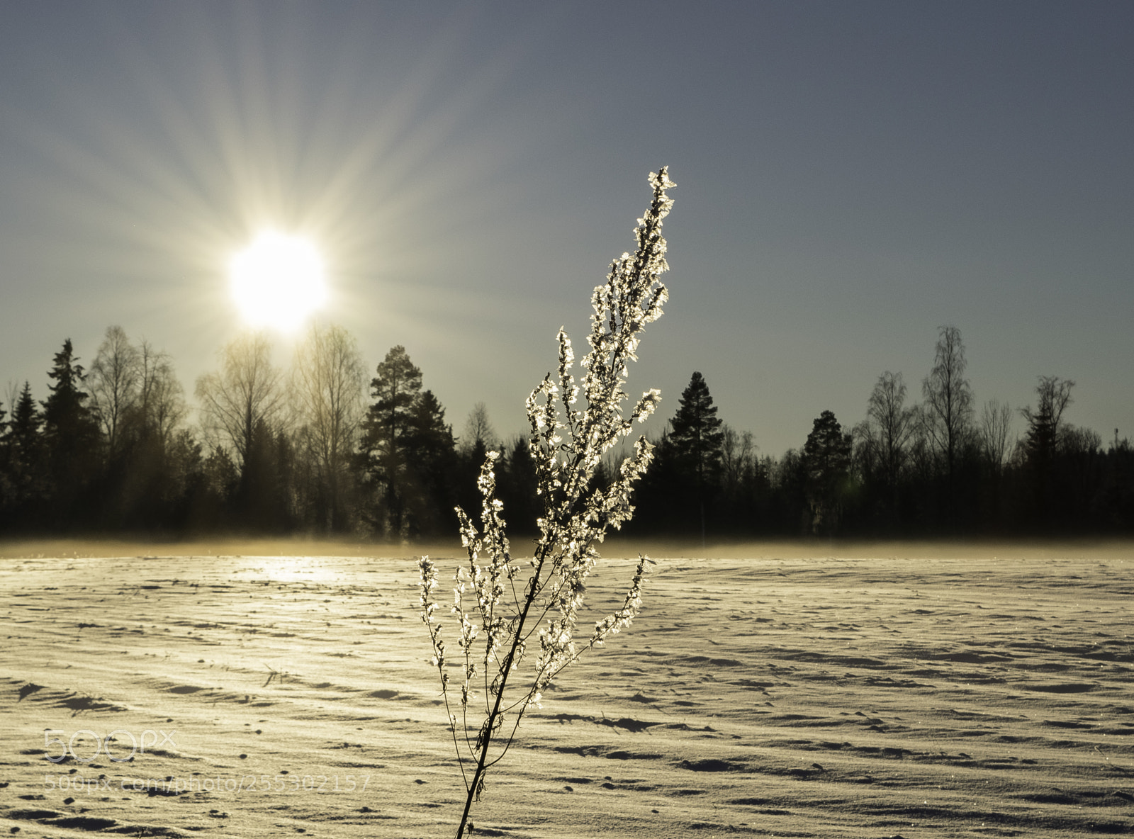 Nikon D5300 sample photo. Winter photography